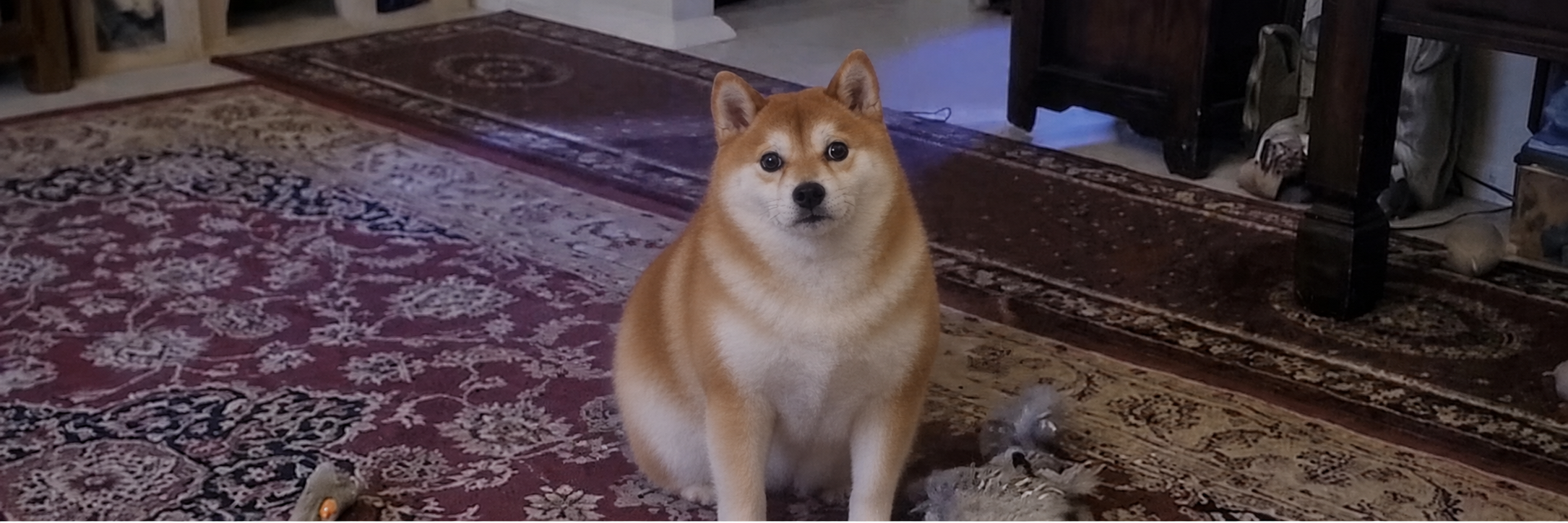 HUHDOG sitting on the living room rug